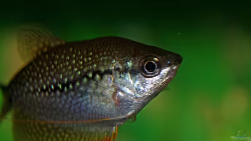 Besatz im Aquarium Mein Aquarium von Jürgen Hust (5)