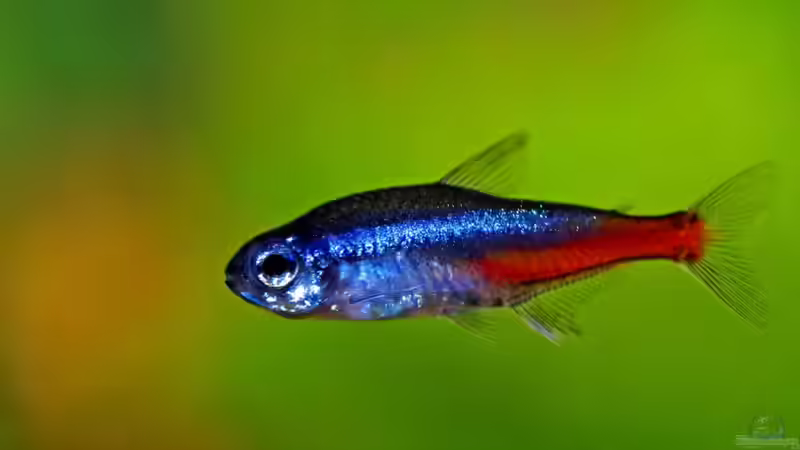 Besatz im Aquarium Mein Aquarium von Jürgen Hust (6)