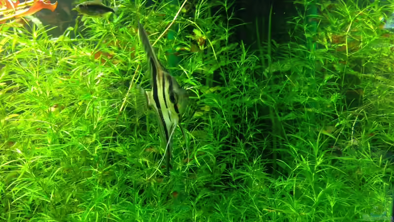 Besatz im Aquarium Mein Aquarium von Marc M (10)