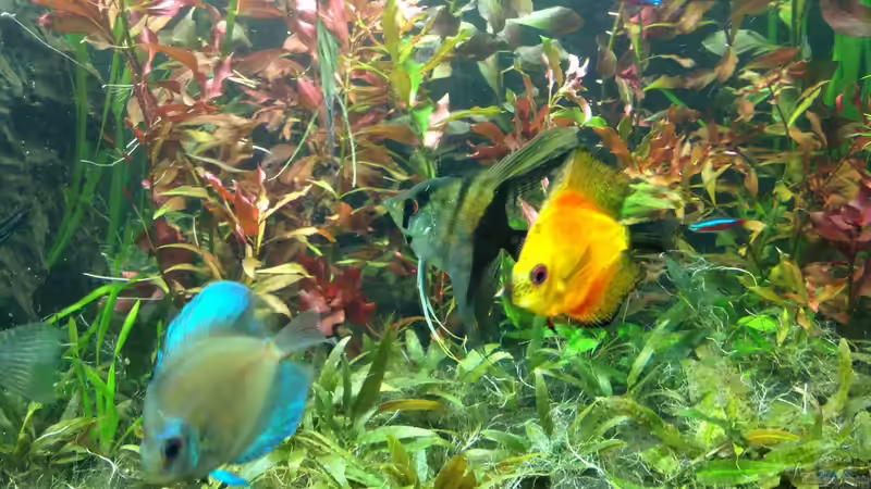 Besatz im Aquarium Mein Aquarium von Marc M (12)