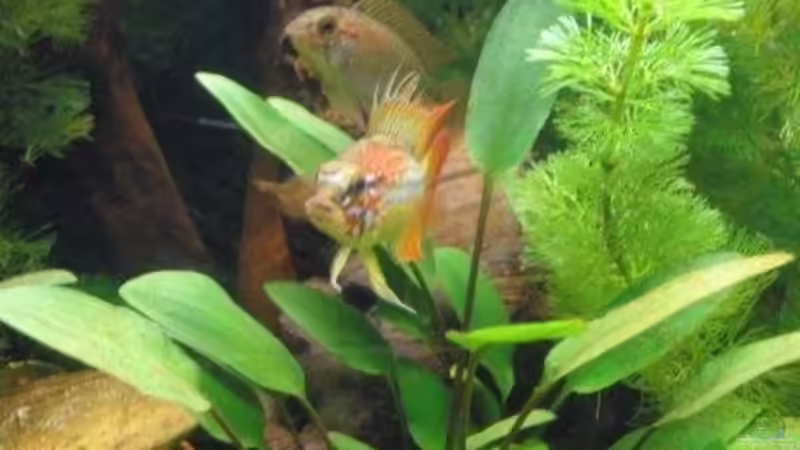 Besatz im Aquarium Mein Aquarium von pary (10)