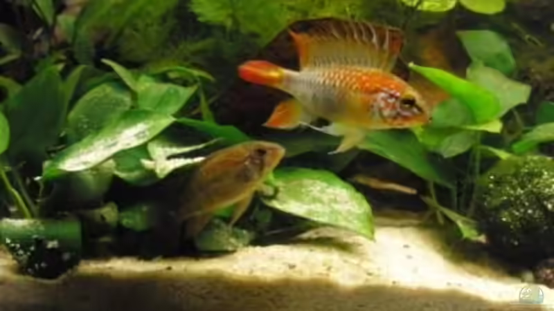 Besatz im Aquarium Mein Aquarium von pary (12)