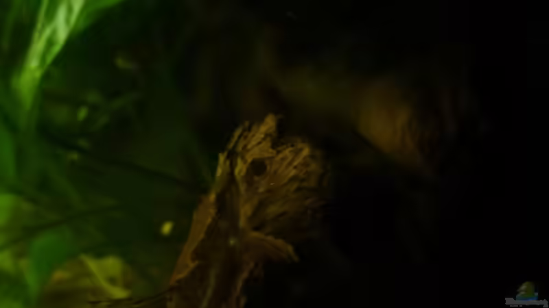 Besatz im Aquarium Mein Becken von Karim C (35)