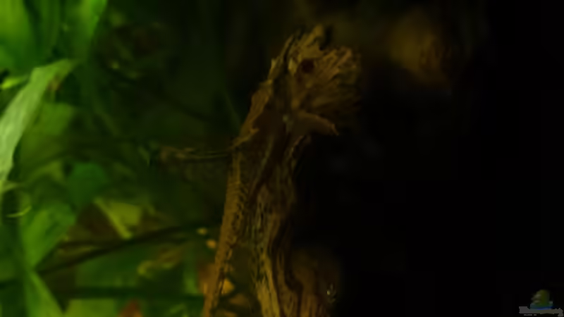 Besatz im Aquarium Mein Becken von Karim C (36)