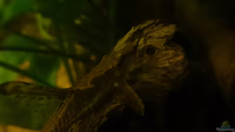 Besatz im Aquarium Mein Becken von Karim C (37)