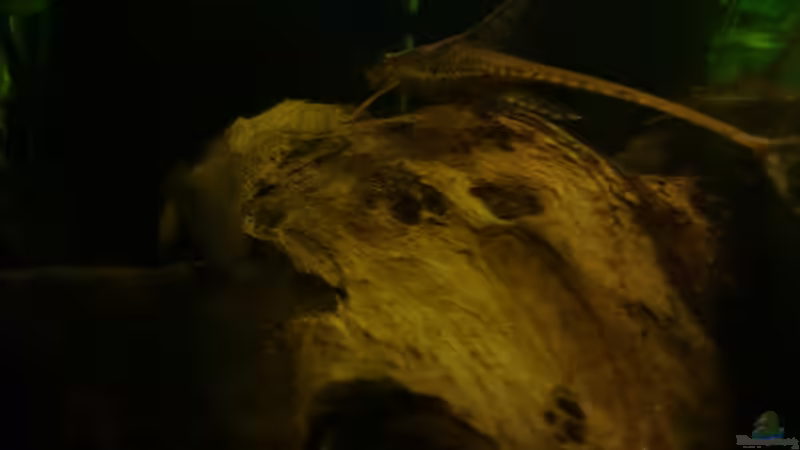 Besatz im Aquarium Mein Becken von Karim C (38)