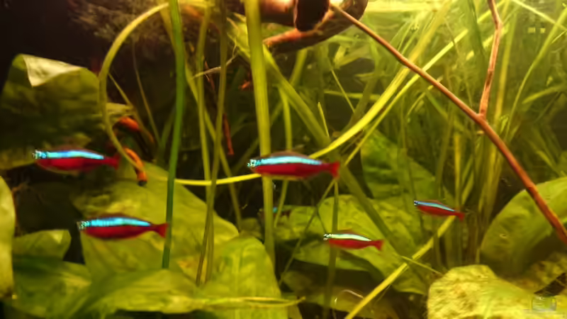 Besatz im Aquarium Mein Becken von Karim C (39)