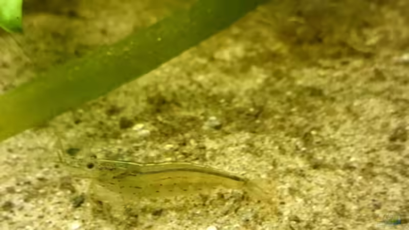 Besatz im Aquarium Mein Becken von Karim C (42)