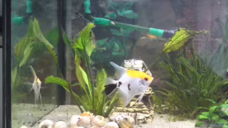 Besatz im Aquarium Mein Becken von Skalar-fan (5)