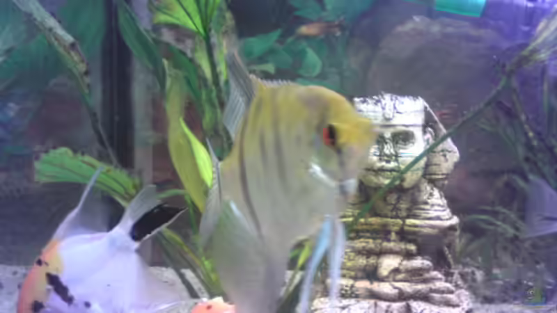 Besatz im Aquarium Mein Becken von Skalar-fan (7)