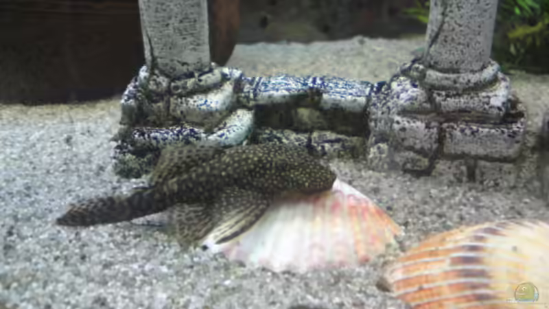 Besatz im Aquarium Mein Becken von Skalar-fan (8)