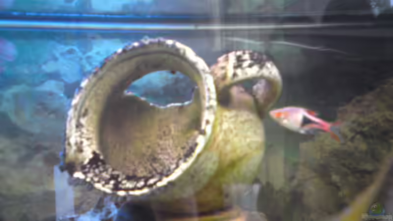 Besatz im Aquarium Mein Becken von Skalar-fan (9)