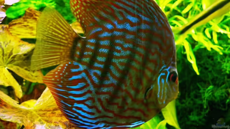 Besatz im Aquarium Mein Diskusbecken (aufgelöst) von Der Nicky (41)