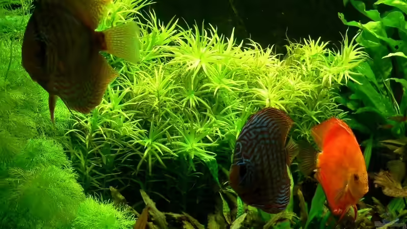 Besatz im Aquarium Mein Diskusbecken (aufgelöst) von Der Nicky (42)