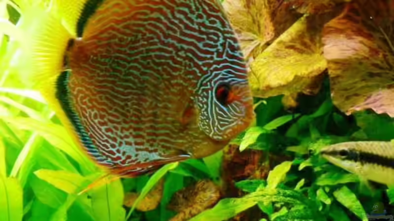 Besatz im Aquarium Mein Diskusbecken (aufgelöst) von Der Nicky (44)
