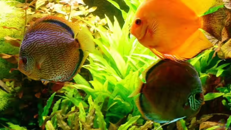 Besatz im Aquarium Mein Diskusbecken (aufgelöst) von Der Nicky (45)