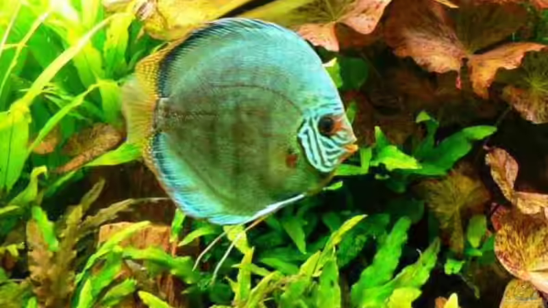 Besatz im Aquarium Mein Diskusbecken (aufgelöst) von Der Nicky (46)