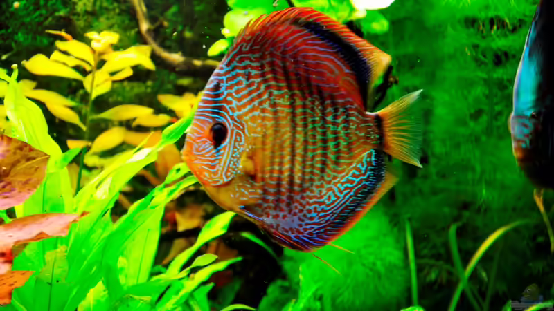 Besatz im Aquarium Mein Diskusbecken (aufgelöst) von Der Nicky (51)