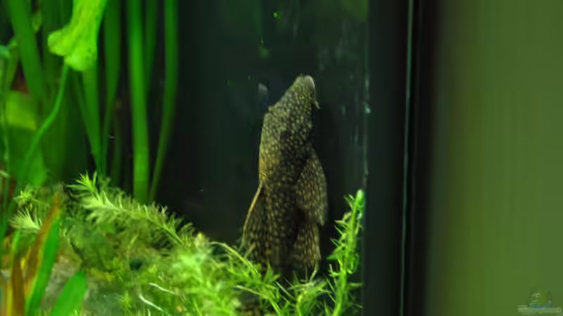 Besatz im Aquarium Mein eigenes Stück Amazonas von Andy90 (31)