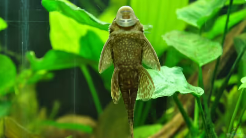 Besatz im Aquarium Mein eigenes Stück Amazonas von Andy90 (32)