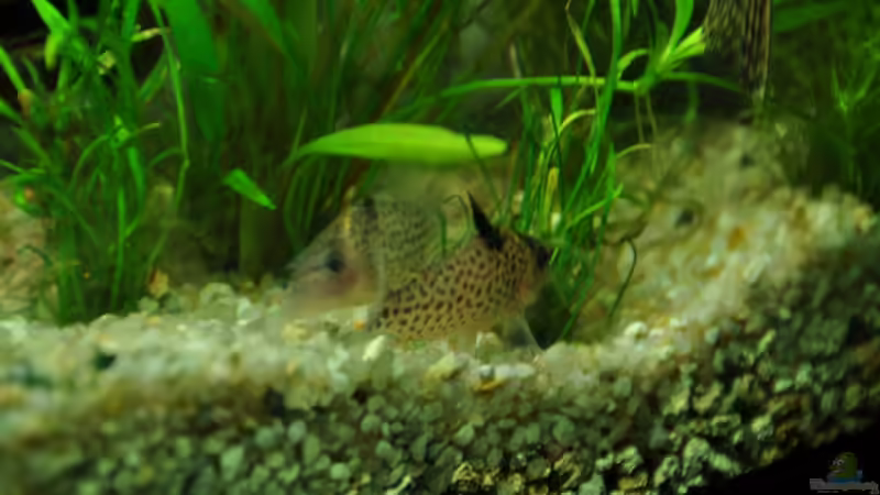 Besatz im Aquarium Mein eigenes Stück Amazonas von Andy90 (33)