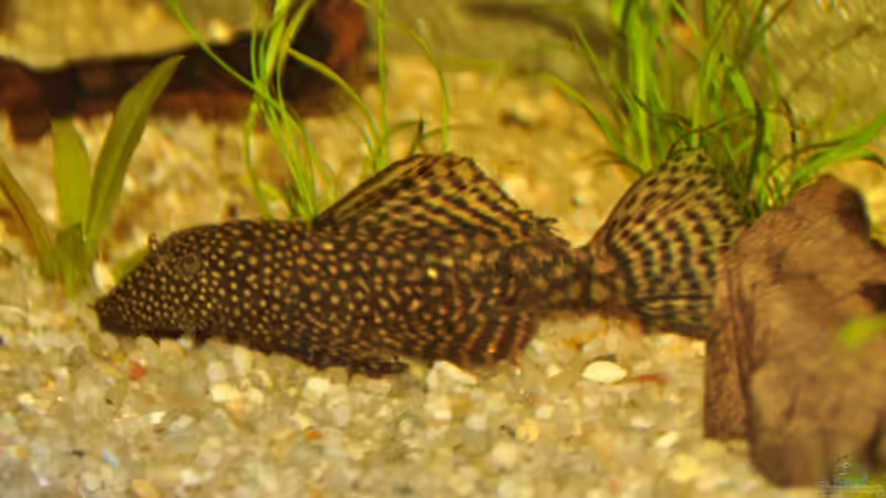 Besatz im Aquarium Mein eigenes Stück Amazonas von Andy90 (36)