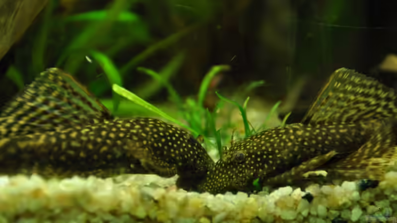 Besatz im Aquarium Mein eigenes Stück Amazonas von Andy90 (37)