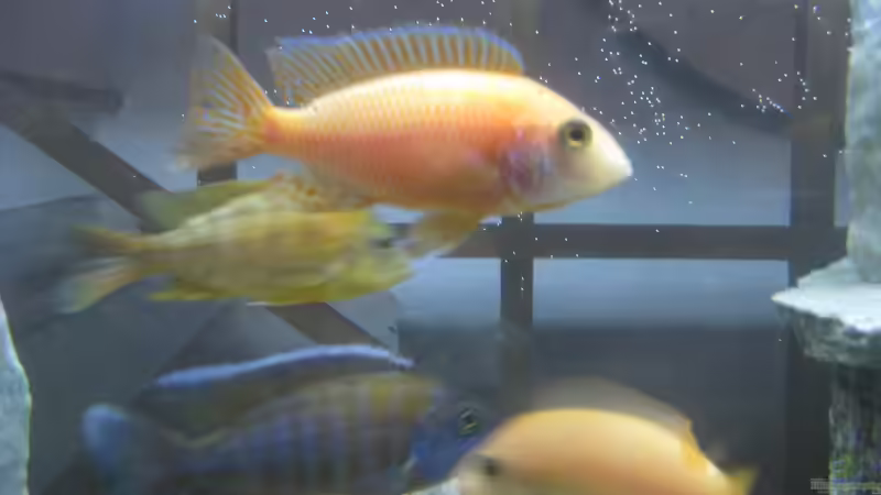 Besatz im Aquarium Mein erster, geändert von Friedrich (10)