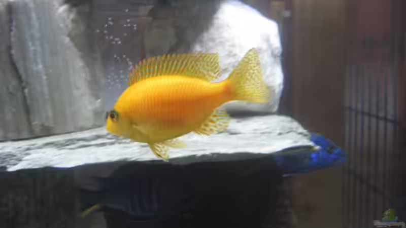 Besatz im Aquarium Mein erster, geändert von Friedrich (11)