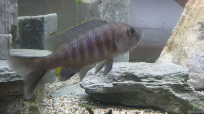 Besatz im Aquarium Mein erster, geändert von Friedrich (12)