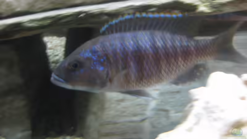 Besatz im Aquarium Mein erster, geändert von Friedrich (14)