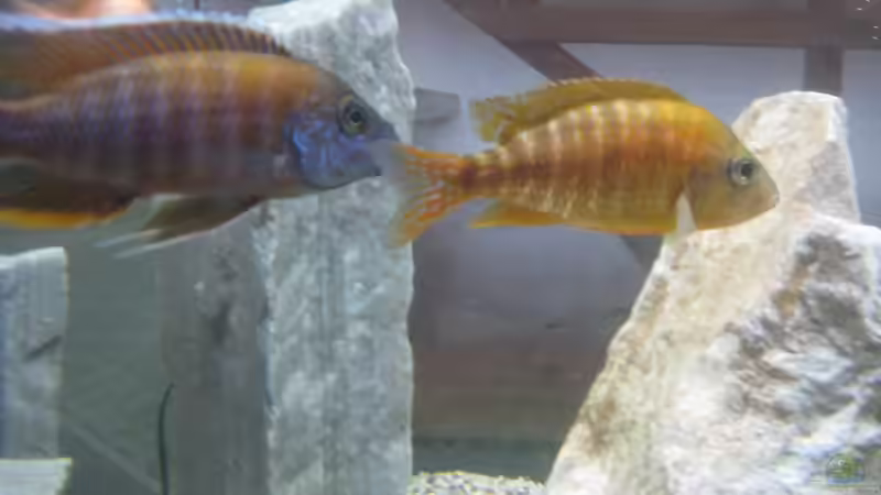 Besatz im Aquarium Mein erster, geändert von Friedrich (5)