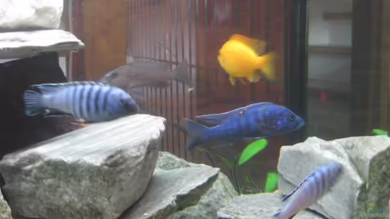 Besatz im Aquarium Mein erster, geändert von Friedrich (6)