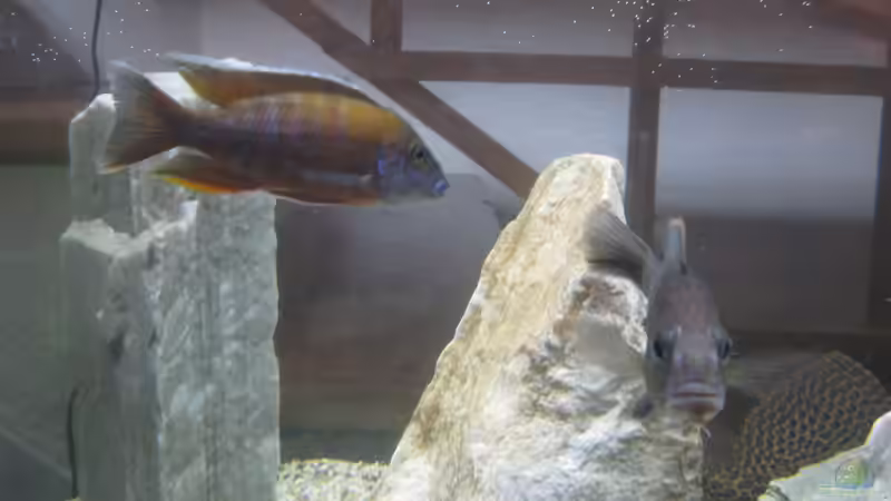 Besatz im Aquarium Mein erster, geändert von Friedrich (7)