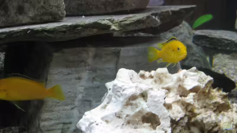 Besatz im Aquarium Mein erster, geändert von Friedrich (9)