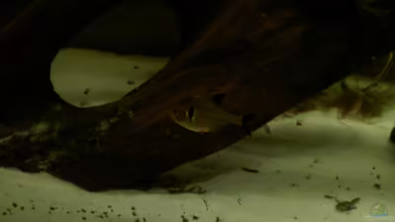 Besatz im Aquarium Mein erstes Aquarium (aufgelöst) von Manuela (11)