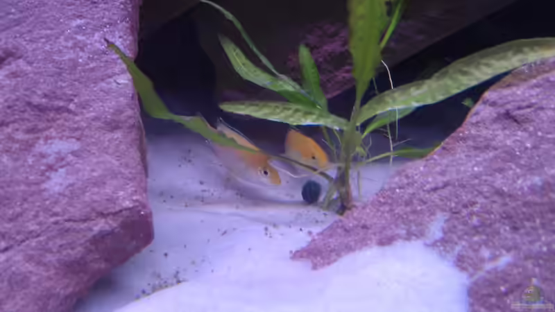 Besatz im Aquarium Mein erstes Becken / Malawi von Tobi787 (10)