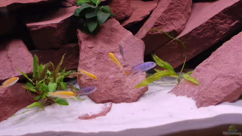 Besatz im Aquarium Mein erstes Becken / Malawi von Tobi787 (15)