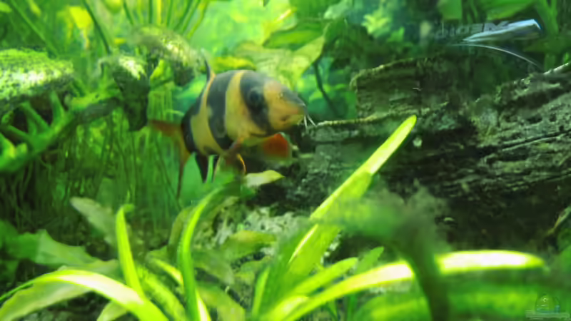 Besatz im Aquarium Mein erstes Becken von aqua david (31)