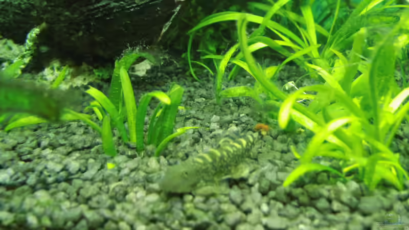 Besatz im Aquarium Mein erstes Becken von aqua david (35)