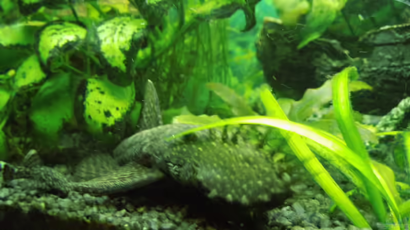 Besatz im Aquarium Mein erstes Becken von aqua david (36)