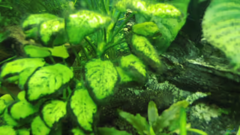 Besatz im Aquarium Mein erstes Becken von aqua david (38)