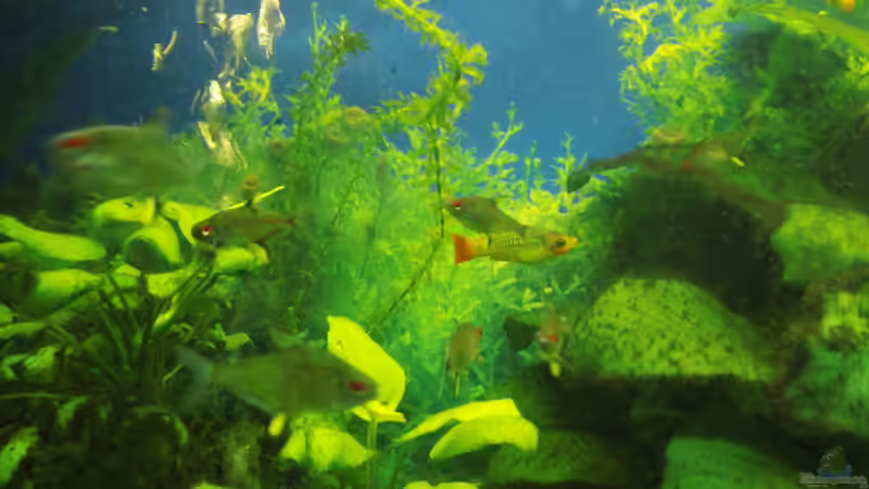 Besatz im Aquarium Mein erstes Becken von aqua david (39)