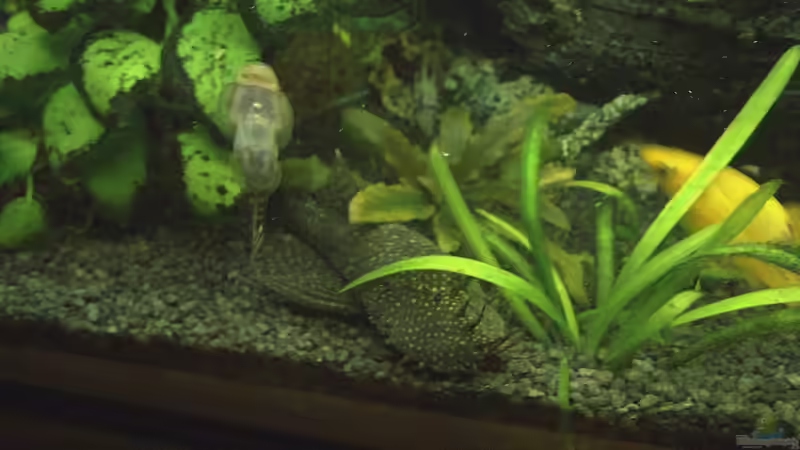 Besatz im Aquarium Mein erstes Becken von aqua david (40)