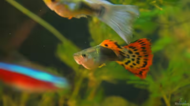 Besatz im Aquarium mein erstes Becken von Jeany (4)