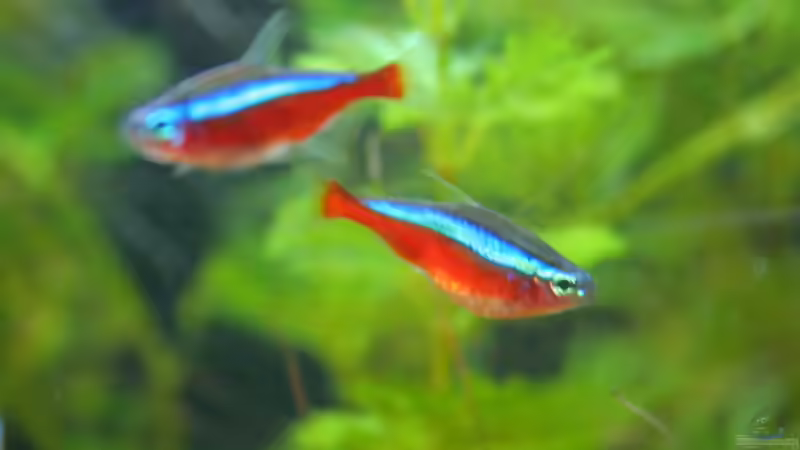 Besatz im Aquarium mein erstes Becken von Jeany (5)