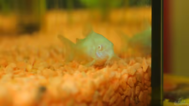 Besatz im Aquarium mein erstes Becken von Jeany (7)