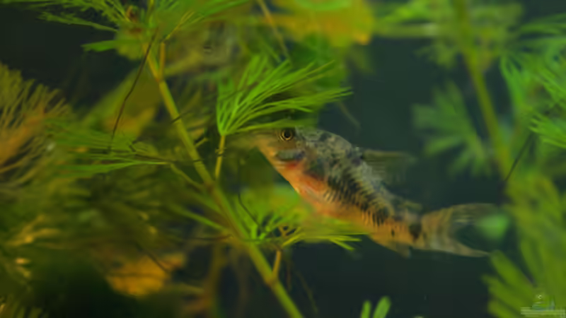 Besatz im Aquarium mein erstes Becken von Jeany (8)