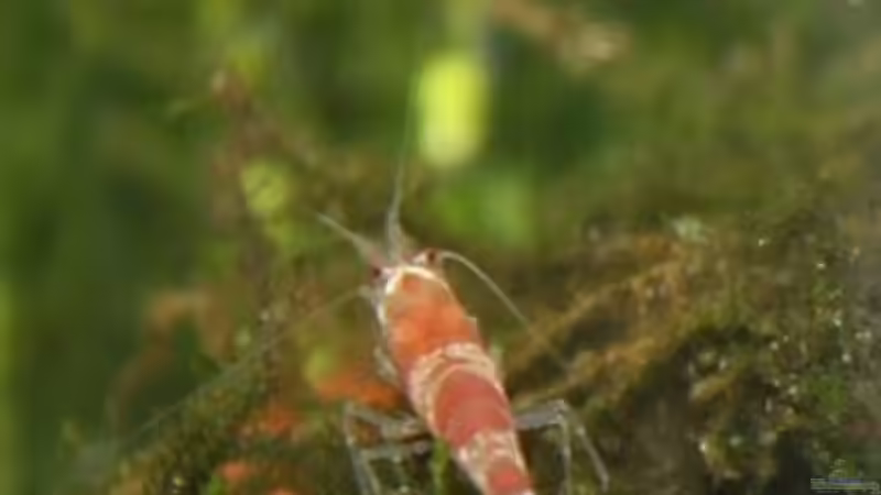 Besatz im Aquarium mein erstes Garni Becken von Flo1104 (11)