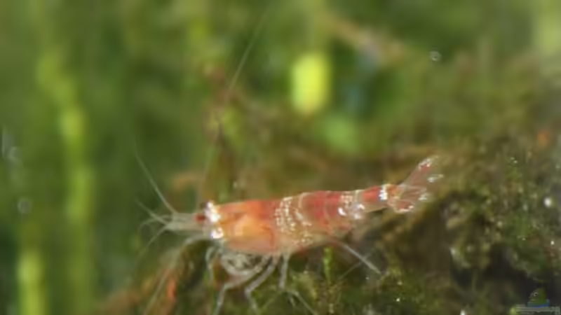 Besatz im Aquarium mein erstes Garni Becken von Flo1104 (12)